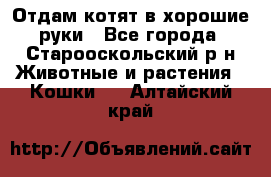 Отдам котят в хорошие руки - Все города, Старооскольский р-н Животные и растения » Кошки   . Алтайский край